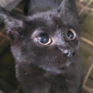 Meet your Posher, Draingang